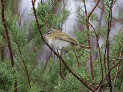 Rödögd Vireo - Red-eyed Vireo (Vireo olivaceus)