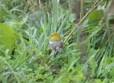 Blvingad skogssngare - Blue-winged Warbler (Vermivora pinus)