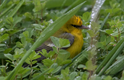 Blåvingad skogssångare - Blue-winged Warbler (Vermivora pinus)
