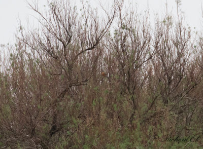 Vandringstrast - American Robin (Turdus migratorius)