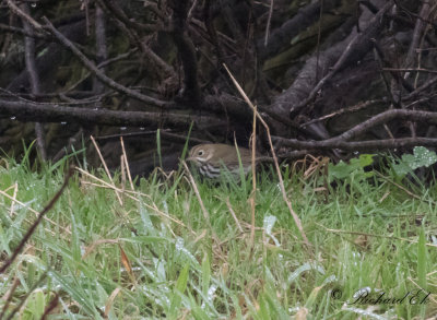 Rdkronad piplrksngare - Ovenbird (Seiurus aurocapilla)