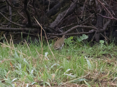 Rdkronad piplrksngare - Ovenbird (Seiurus aurocapilla)