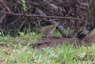 Rdkronad piplrksngare - Ovenbird (Seiurus aurocapilla)