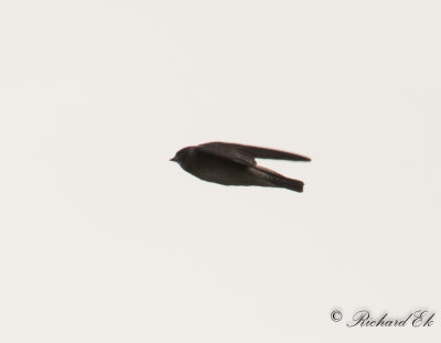 Stensvala - American Cliff Swallow (Petrochelidon pyrrhonota)