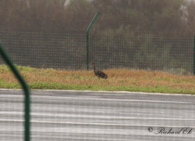 Bronsibis - Glossy Ibis (Plegadis falcinellus)