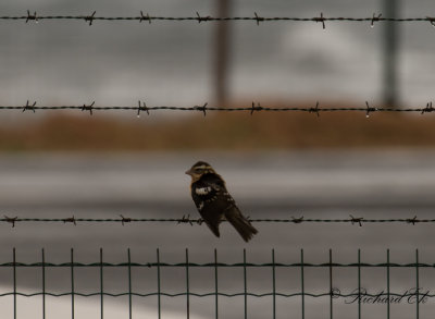 Brokig kardinal - Rose-breasted Grosbeak (Pheucticus ludovicianus)