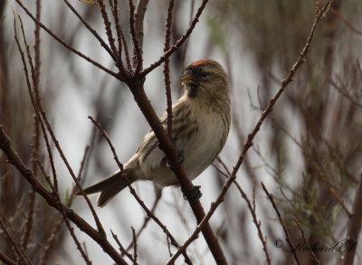 Grsiska - Redpoll (Carduelis flammea flammea)