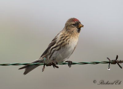 Grsiska - Common Redpoll (Carduelis flammea flammea)