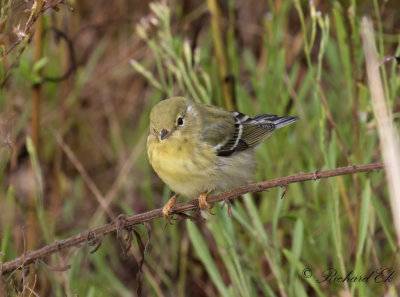 Vitkindad skogssångare - Blackpoll Warbler (Dendroica striata)