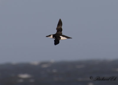 Tordmule - Razorbill (Alca torda)