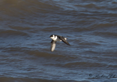 Alkekung - Little Auk (Alle alle)