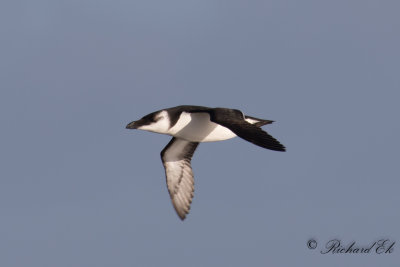 Tordmule - Razorbill (Alca torda)