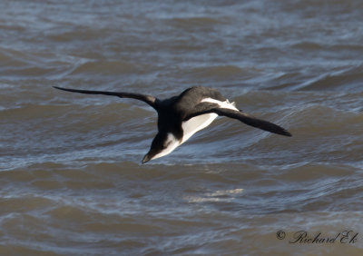 Tordmule - Razorbill (Alca torda)