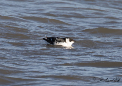 Alkekung - Little Auk (Alle alle)