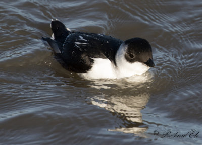 Alkekung - Little Auk (Alle alle)