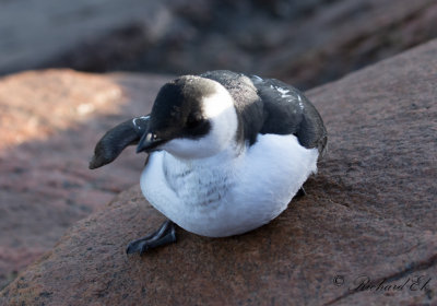 Alkekung - Little Auk (Alle alle)