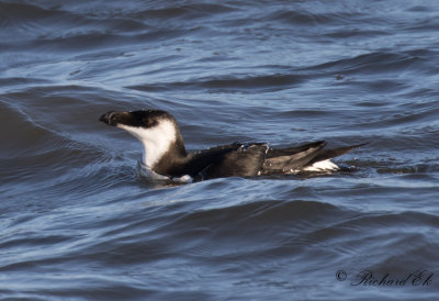 Tordmule - Razorbill (Alca torda)