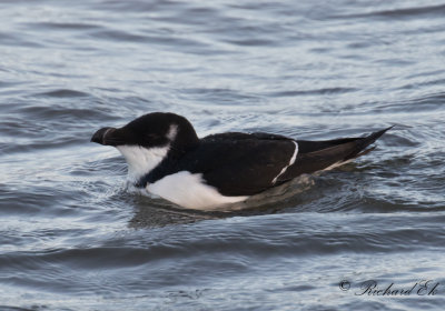 Tordmule - Razorbill (Alca torda)