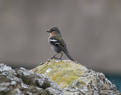 Bofink - Azores Chaffinch (Fringilla moreletti)