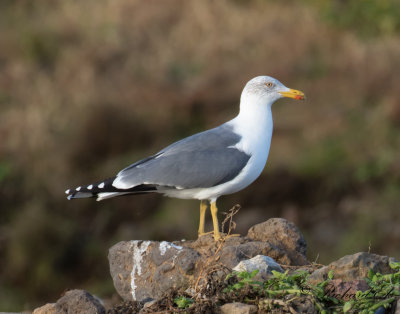 Medelhavstrut - Atlantic Yellow-legged Gull (Larus michahellis atlantis)