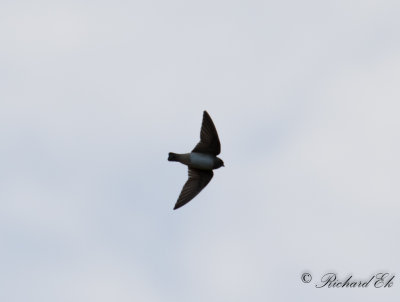 Stensvala - American Cliff Swallow (Petrochelidon pyrrhonota)