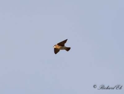 Stensvala - American Cliff Swallow (Petrochelidon pyrrhonota)