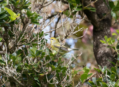 Brewster's warbler (Blue-winged x Golden-winged Warbler)