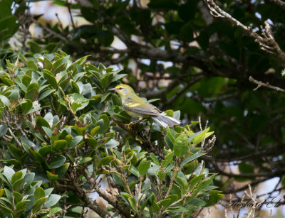 Brewster's warbler (Blue-winged x Golden-winged Warbler)