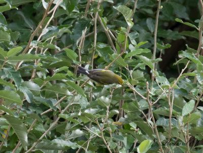 Brewster's warbler (Blue-winged x Golden-winged Warbler)