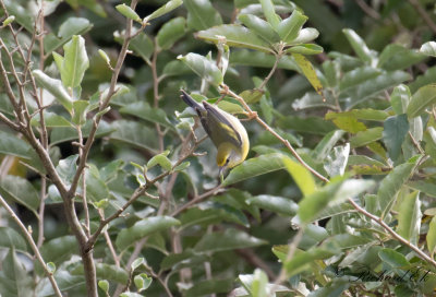 Brewster's warbler (Blue-winged x Golden-winged Warbler)
