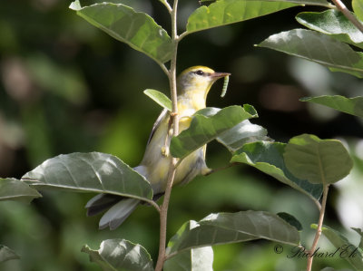 Brewster's warbler (Blue-winged x Golden-winged Warbler)