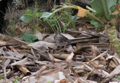 Gråkindad skogstrast - Grey-Cheeked Thrush (Catharus minimus)