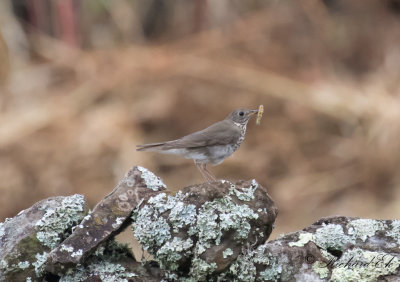 Grkindad skogstrast - Grey-Cheeked Thrush (Catharus minimus)