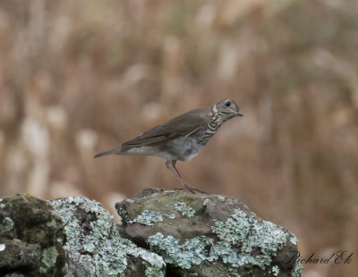 Gråkindad skogstrast - Grey-Cheeked Thrush (Catharus minimus)
