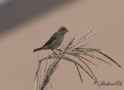 Indigosparv - Indigo Bunting (Passerina cyanea)