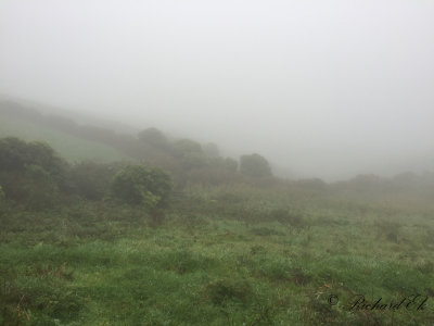 Last full birding day - quite foggy.