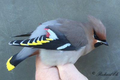 Birds in the hand