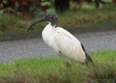 Helig ibis - African Sacred Ibis (Threskiornis aethiopicus)