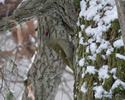Gråspett - Grey-headed Woodpecker (Picus canus)