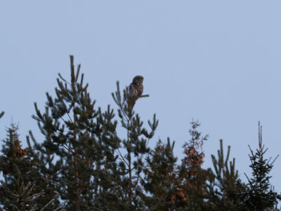 Lappuggla - Great Grey Owl (Strix nebulosa)
