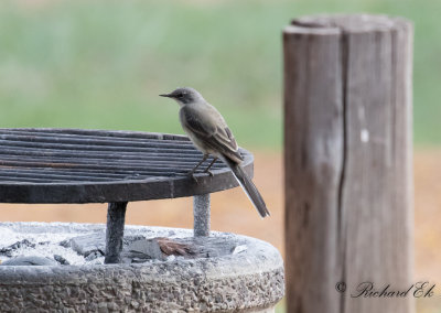 Kapärla - Cape Wagtail (Motacilla capensis)