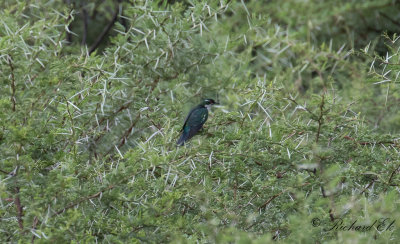 Didrikglansgk - Diederik Cuckoo (Chrysococcyx caprius)