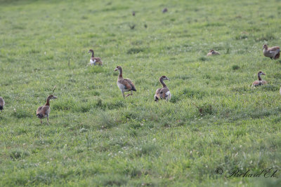 Nilgås - Egyptian goose (Alopochen aegyptiaca)