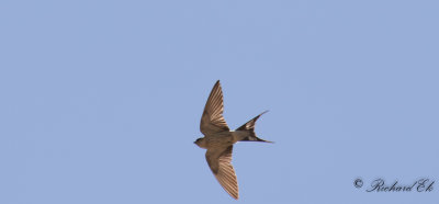 Strre strimsvala - Greater Striped swallow (Cecropis cucullata)