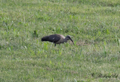 Hadadaibis - Hadada ibis (Bostrychia hagedash)