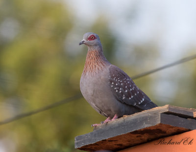 Guineaduva - Speckled Pigeon (Columba guinea)