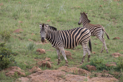 Stppzebra - Burchells Zebra (Equus quagga burchellii)