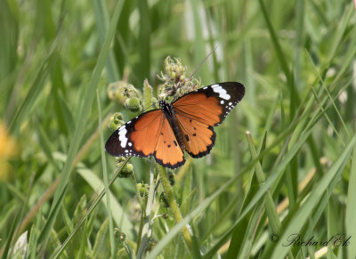 Afrikansk monark - African Monarch (Danaus chrysippus aegyptius)