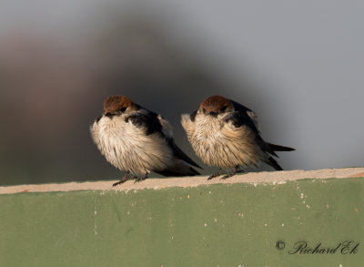 Strre strimsvala - Greater Striped swallow (Cecropis cucullata)