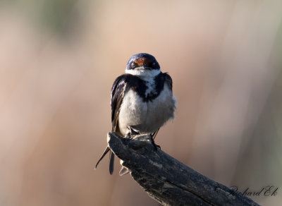 Vitstrupesvala - White-throated Swallow (Hirundo albigularis)